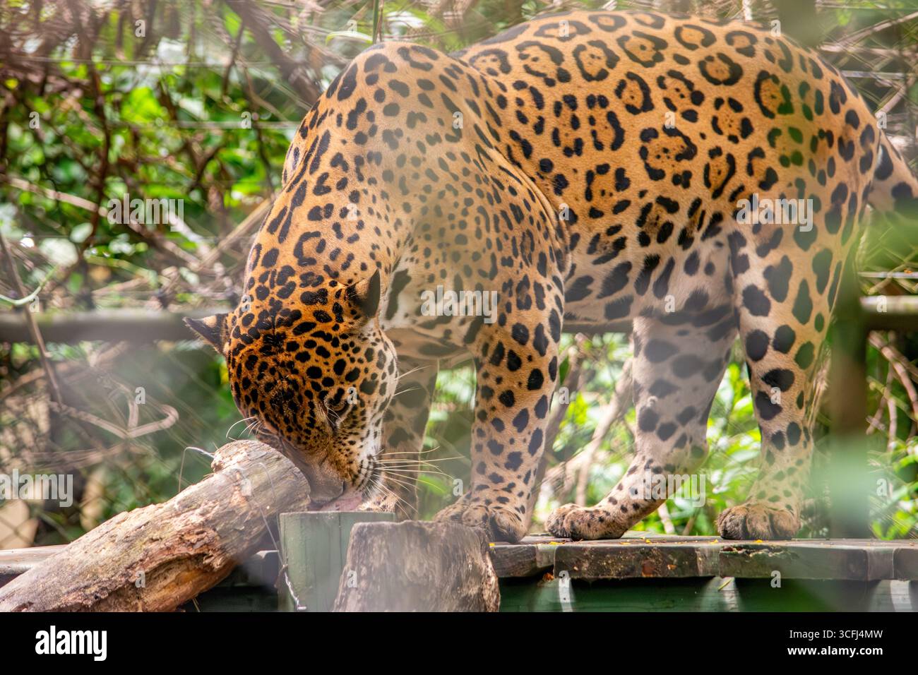 Gros plan d'un jaguar explorant son habitat dans un centre de récupération de la faune à Tolima, en Colombie, mettant en valeur la beauté de la nature et les efforts de conservation. Banque D'Images Gros plan d'un jaguar explorant son habitat dans un centre de récupération de la faune à Tolima, en Colombie, mettant en valeur la beauté de la nature et les efforts de conservation. Banque D'Images