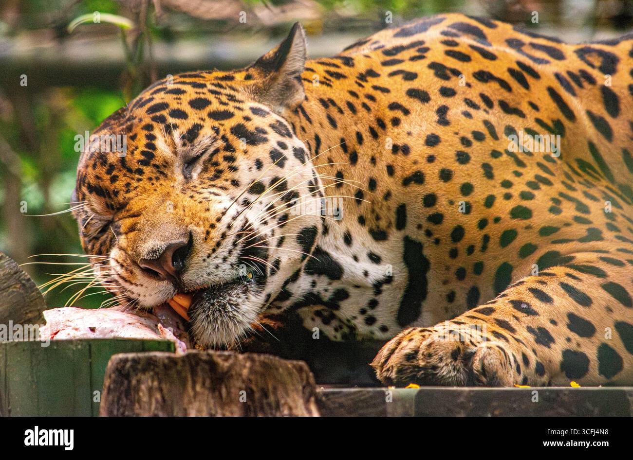 Gros plan d'un jaguar dégustant son repas dans un centre de récupération de la faune à Tolima, en Colombie, mettant en valeur la beauté de la nature et la conservation de la faune. Banque D'Images Gros plan d'un jaguar dégustant son repas dans un centre de récupération de la faune à Tolima, en Colombie, mettant en valeur la beauté de la nature et la conservation de la faune. Banque D'Images