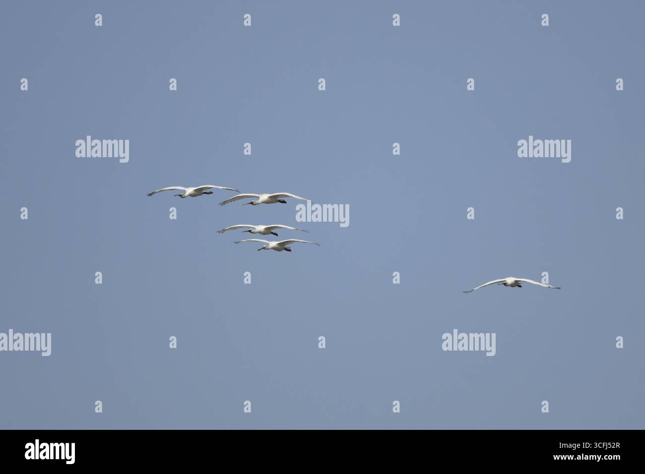 Bec de cuillère eurasien (Platalea leucorodia) cinq oiseaux adultes volant dans un ciel bleu, Angleterre, Royaume-Uni Banque D'Images