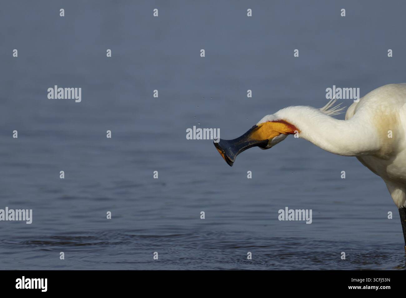 Bec de cuillère eurasien (Platalea leucorodia) oiseau adulte dans un lagon peu profond, Angleterre, Royaume-Uni Banque D'Images
