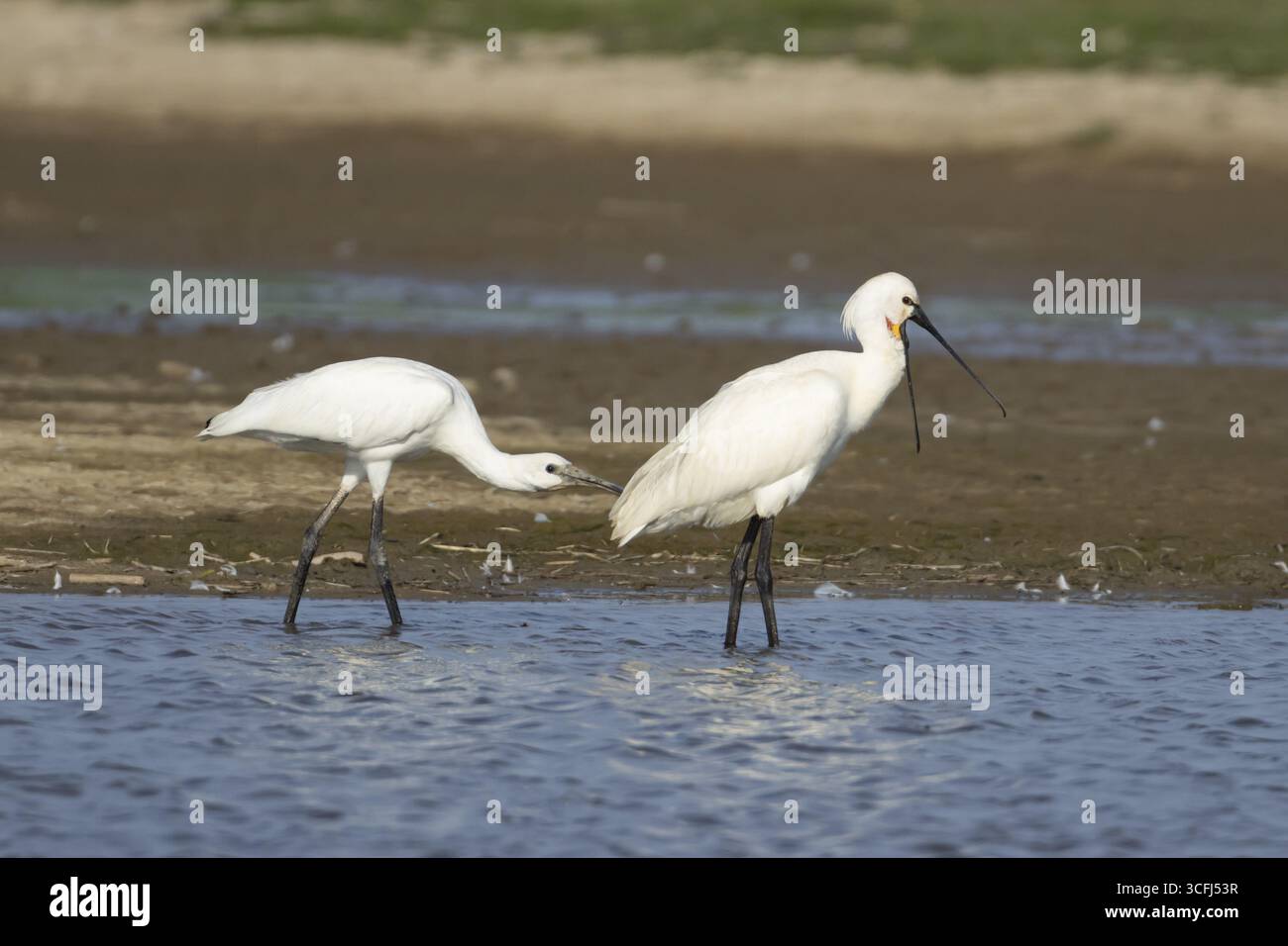 Bec de cuillère eurasien (Platalea leucorodia) deux oiseaux oiseau adulte et oiseau juvénile dans un lagon peu profond, Angleterre, Royaume-Uni Banque D'Images