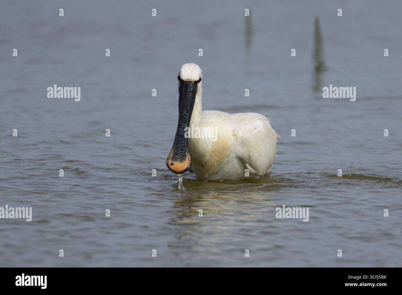 Bec de cuillère eurasien (Platalea leucorodia) adulte se nourrissant dans un lagon peu profond, Angleterre, Royaume-Uni Banque D'Images