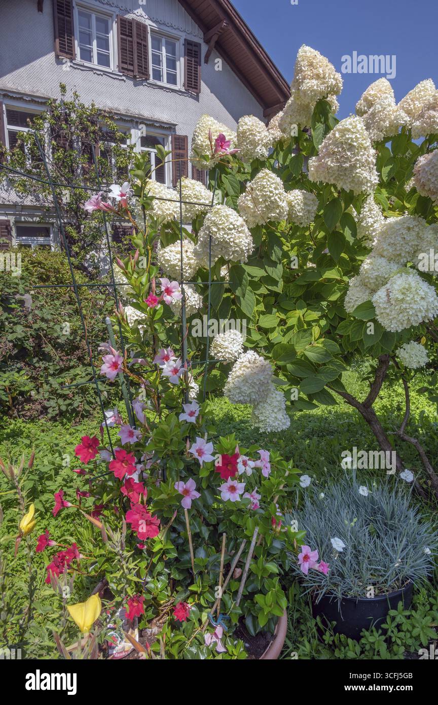 Jardin avec hortensia panicule (hortensia paniculata) et Mandevilla sp. - Rocktrumpet, Dornbirn, Vorarlberg, Autriche Banque D'Images