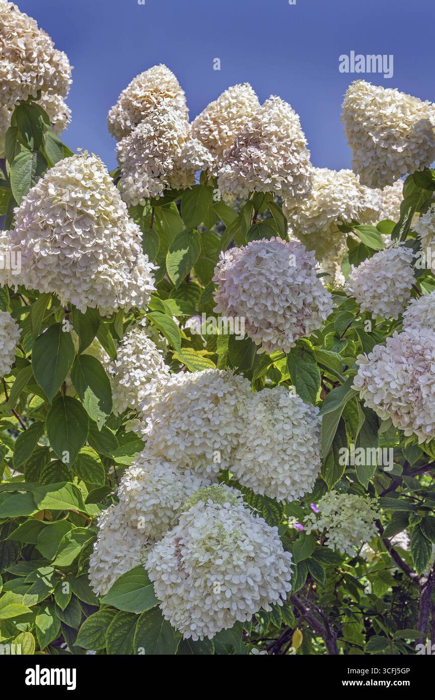 Panicle hydrangea (Hydrangea paniculata), Dornbirn, Vorarlberg, Autriche Banque D'Images