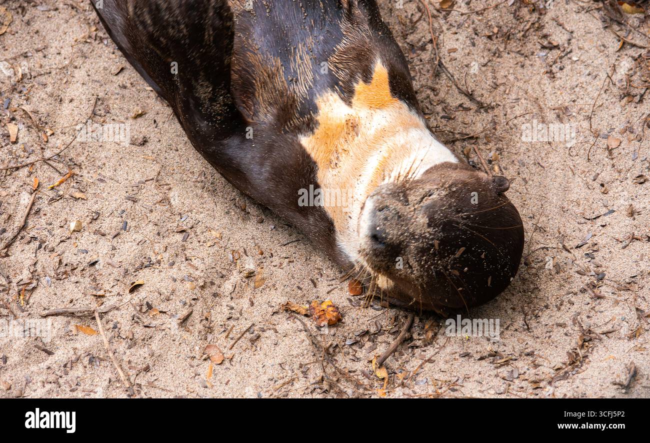 Un gros plan d'un animal sauvage sauvé dans un centre de récupération à Tolima, en Colombie, montrant l'engagement de la région en faveur de la réhabilitation de la nature et de la faune. Banque D'Images Un gros plan d'un animal sauvage sauvé dans un centre de récupération à Tolima, en Colombie, montrant l'engagement de la région en faveur de la réhabilitation de la nature et de la faune. Banque D'Images