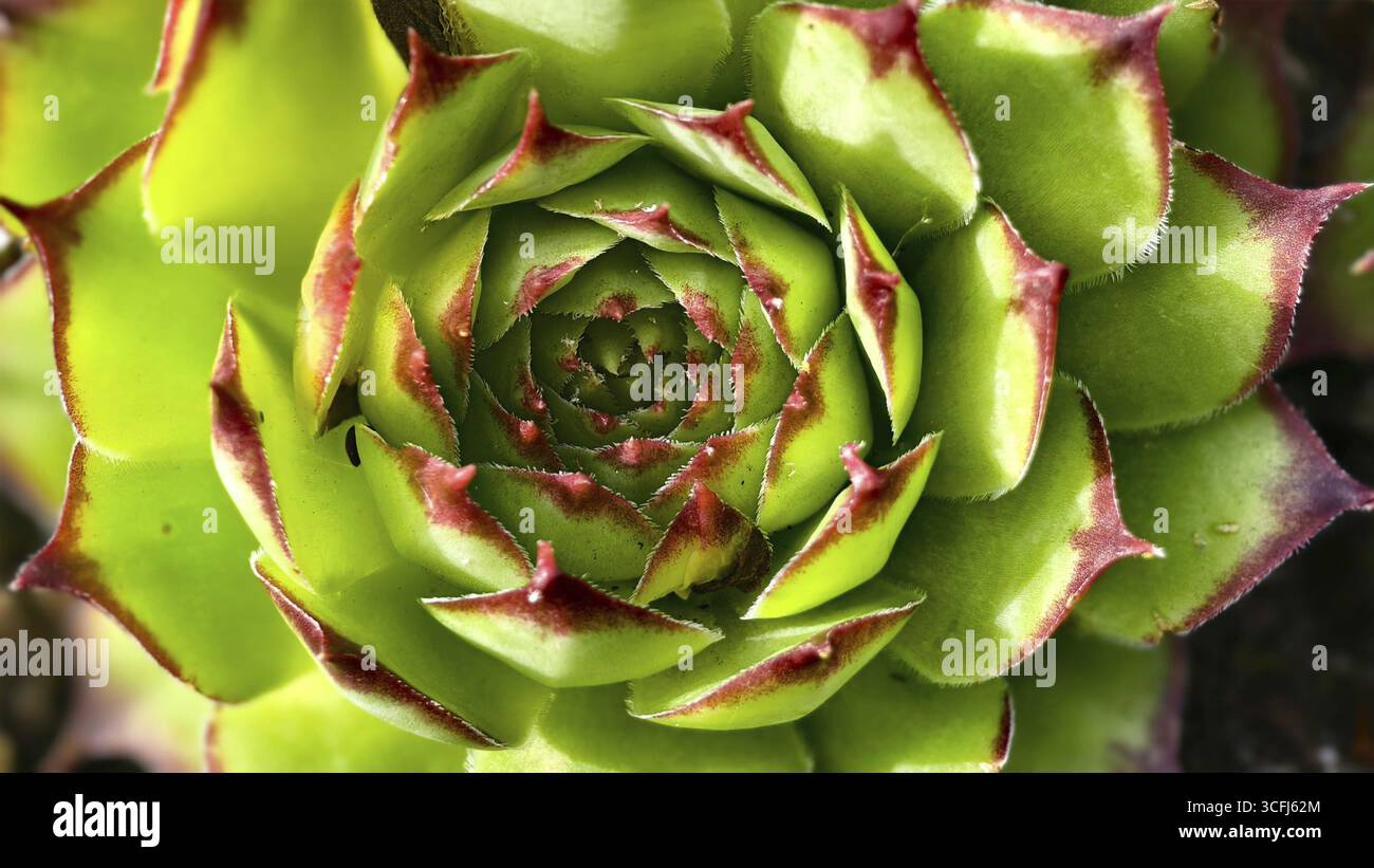 Succulente détaillée avec des feuilles vertes et rouges en forme de rosette, Niederhollabrunn Weinviertel Autriche Banque D'Images