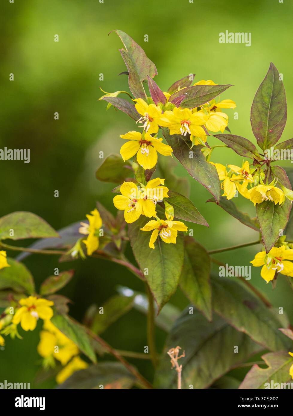 Fleurs jaunes d'été de la vivacité robuste, feuilles de bronze, Lysimachia ciliata 'Firecracker' Banque D'Images