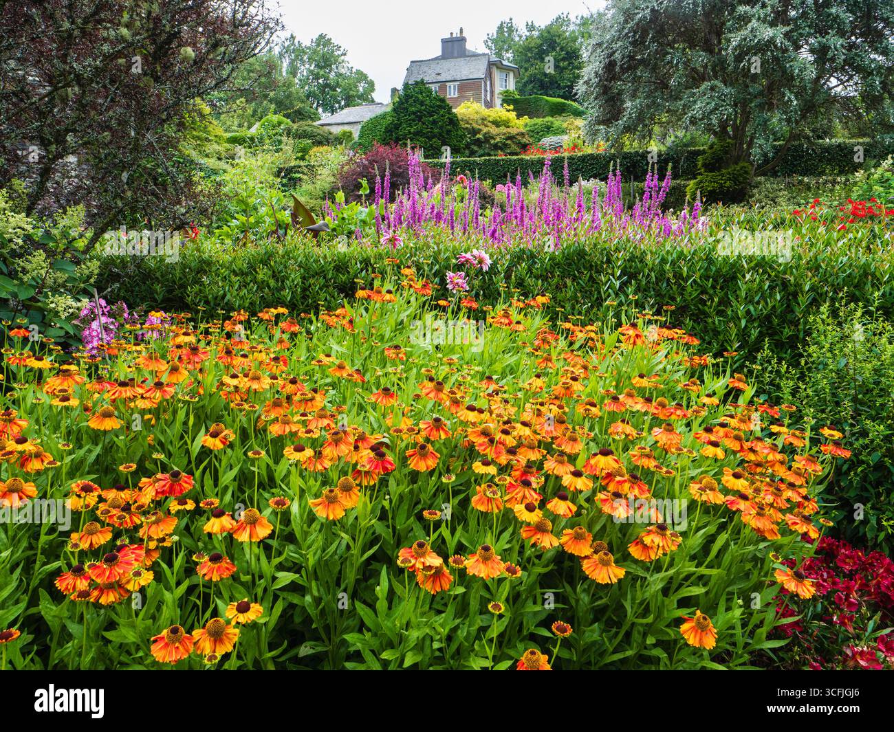 Combinaisons colorées de plantes vivaces d'été et d'arbustes dans la terrasse inférieure du jardin muré du Garden House, Devon Banque D'Images