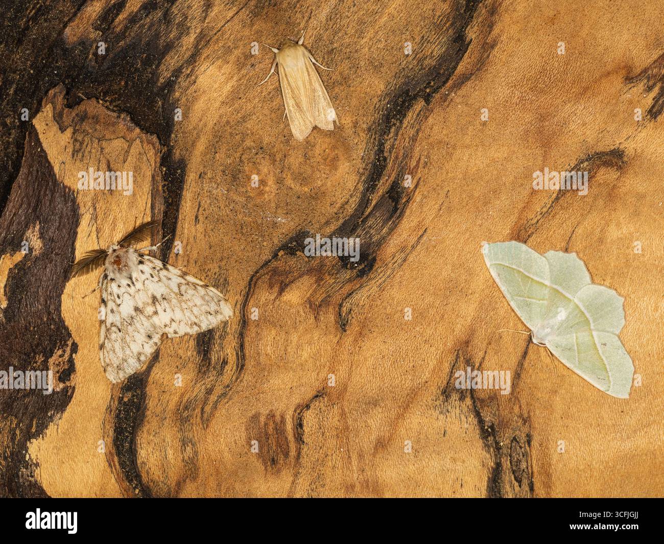 Wainscot commun, Mythimna Pallens ; émeraude clair, Campaea margaritaria ; et arches sombres altérées, Apamea monoglypha, UK Moths Banque D'Images