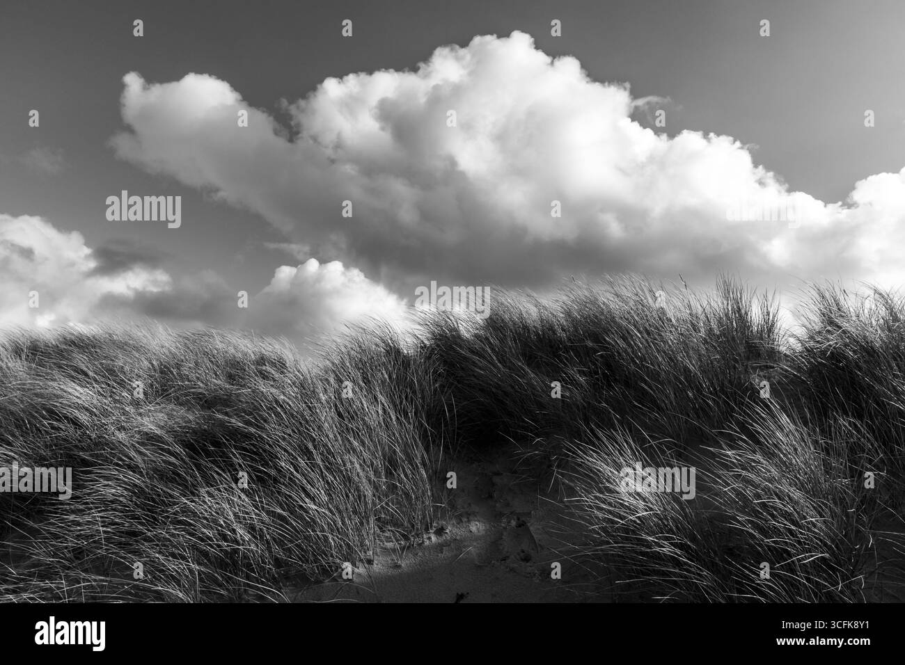 Image en noir et blanc de marram côtier, Ammophila arenaria, se balançant sur une dune de sable sous des nuages tourbillonnants Banque D'Images