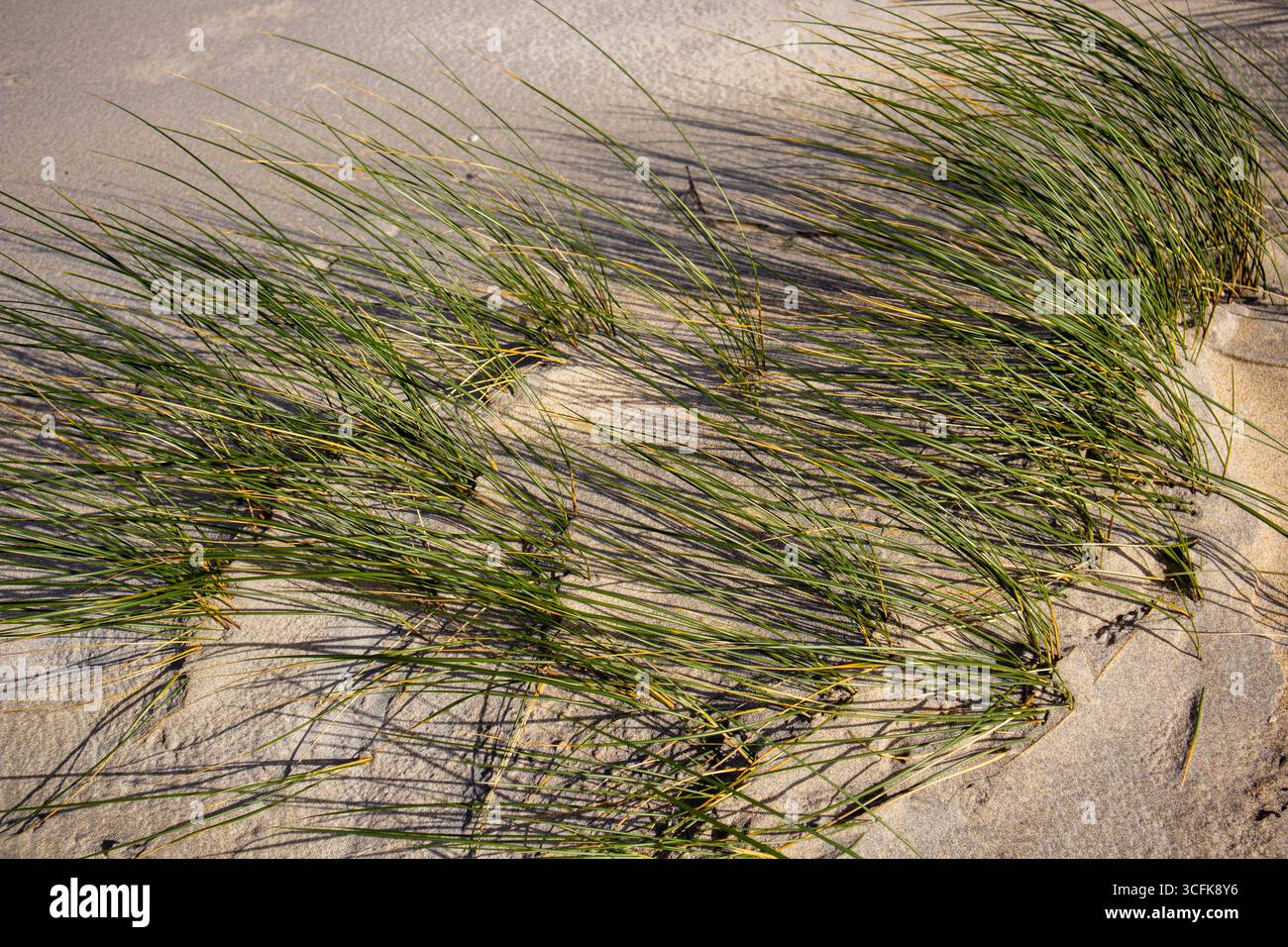 Gros plan d'Ammophila arenaria, marram-herbe, se penchant au vent et projetant des ombres sur la surface des dunes sablonneuses Banque D'Images