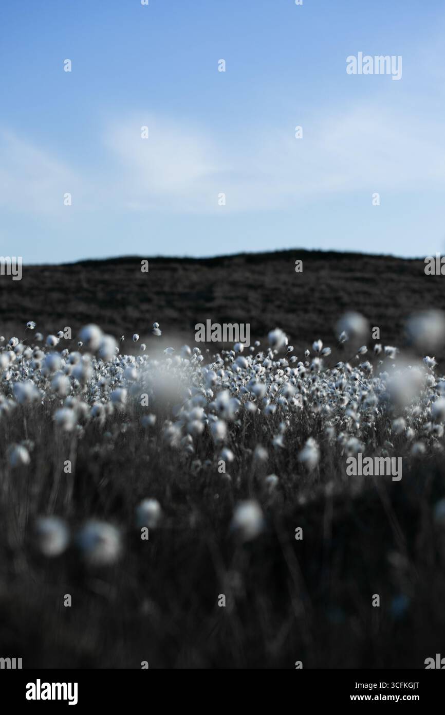 Un champ doux d'herbe de coton s'étend au loin sous un ciel bleu doux. Les touffes blanches pelucheuses brillent contre les tons foncés Banque D'Images