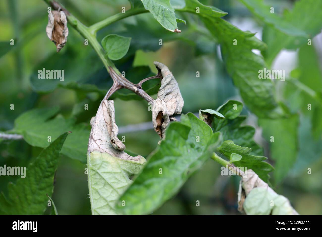 La tomate mildiou Phytophthora infestans sur feuilles de tomate Banque D'Images