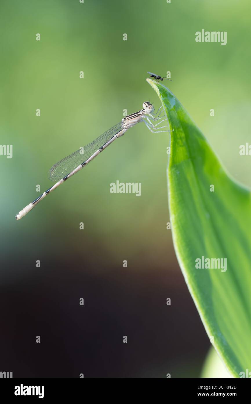 Une damoiselle bleue à double rayure, Enallagma basidens, et une minuscule guêpe Braconide dans un jardin du Texas. Banque D'Images
