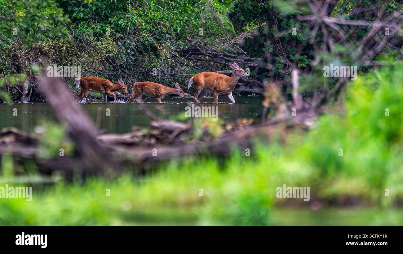 Une biche à queue blanche, Odocoileus virginianus, mène ses faons jumeaux à travers la rivière Tippecanoe dans l'Indiana Banque D'Images
