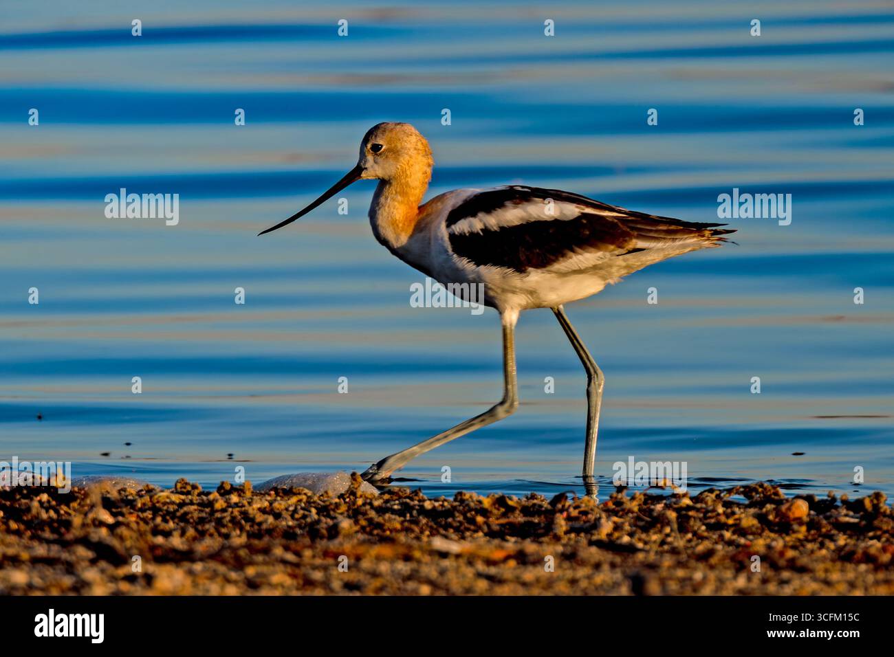 American Avocet à Blacks Creek Bird Reserve Idaho Banque D'Images