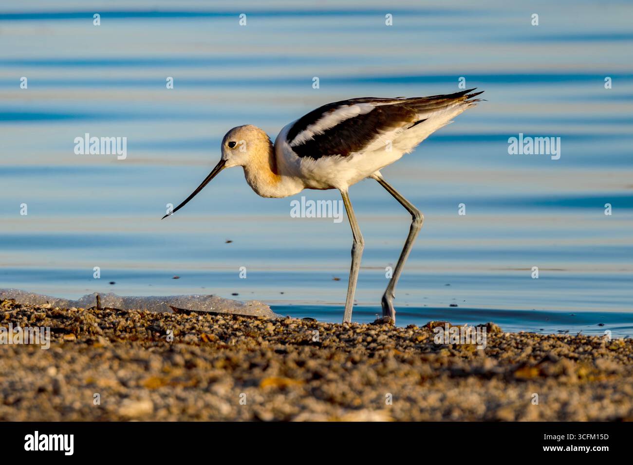 American Avocet à Blacks Creek Bird Reserve Idaho Banque D'Images
