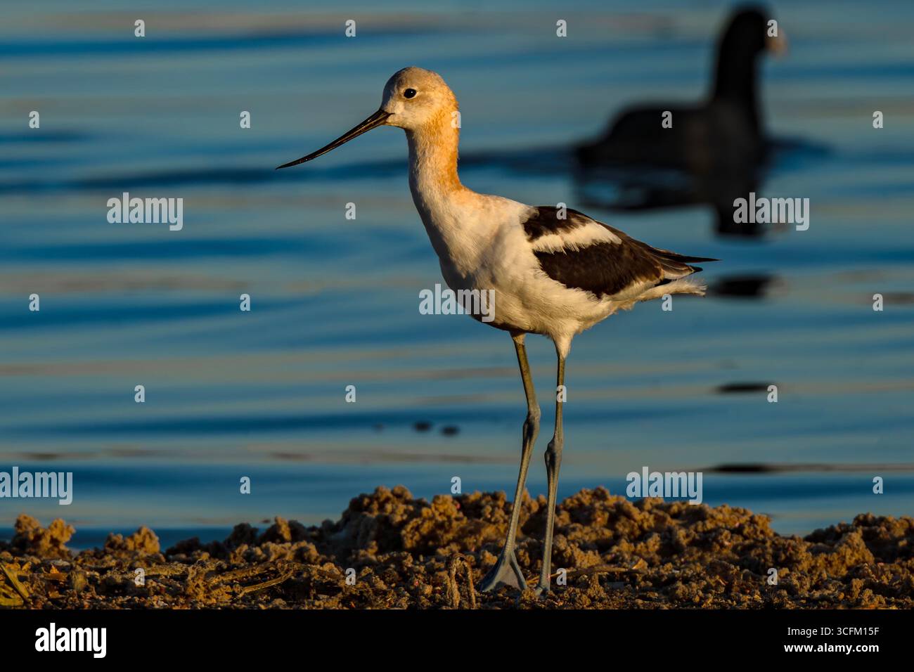 American Avocet à Blacks Creek Bird Reserve Idaho Banque D'Images