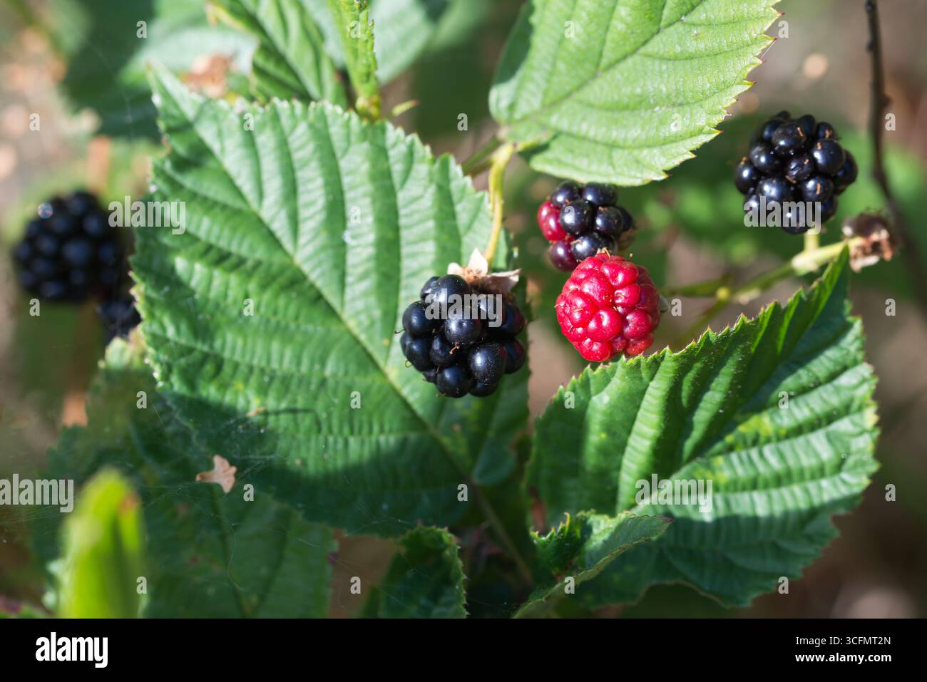 Brambles, Rubus baies mûres et non mûres sur brindilles gros plan sélectif Banque D'Images