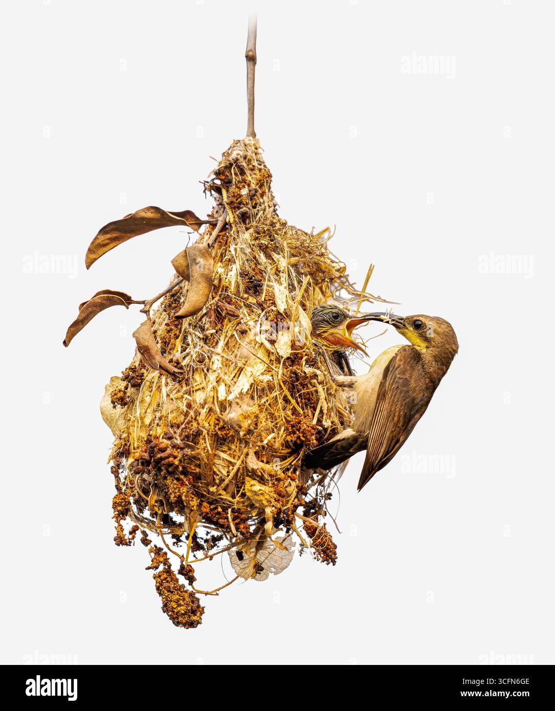 Une femelle Violet Sunbird s'occupe de ses poussins dans un nid suspendu fabriqué à partir d'herbe sèche et de feuilles, capturant un moment tendre de soins parentaux et de survie Banque D'Images