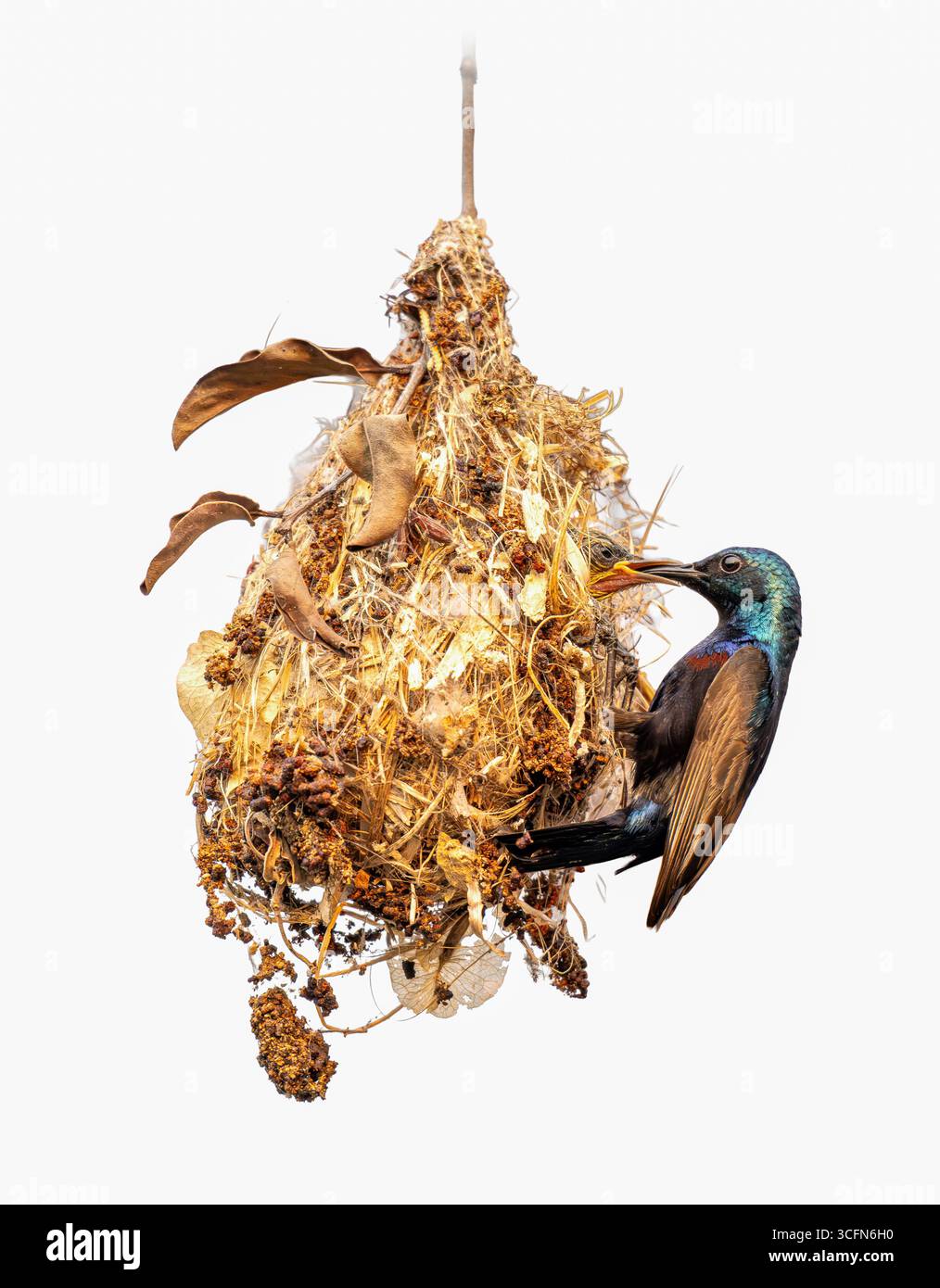 Un magnifique Sunbird mauve aux plumes bleu-noir brillantes s'accroche à un nid suspendu, nourrissant son poussin à l'intérieur. Le nid complexe est construit à partir du dr. Banque D'Images