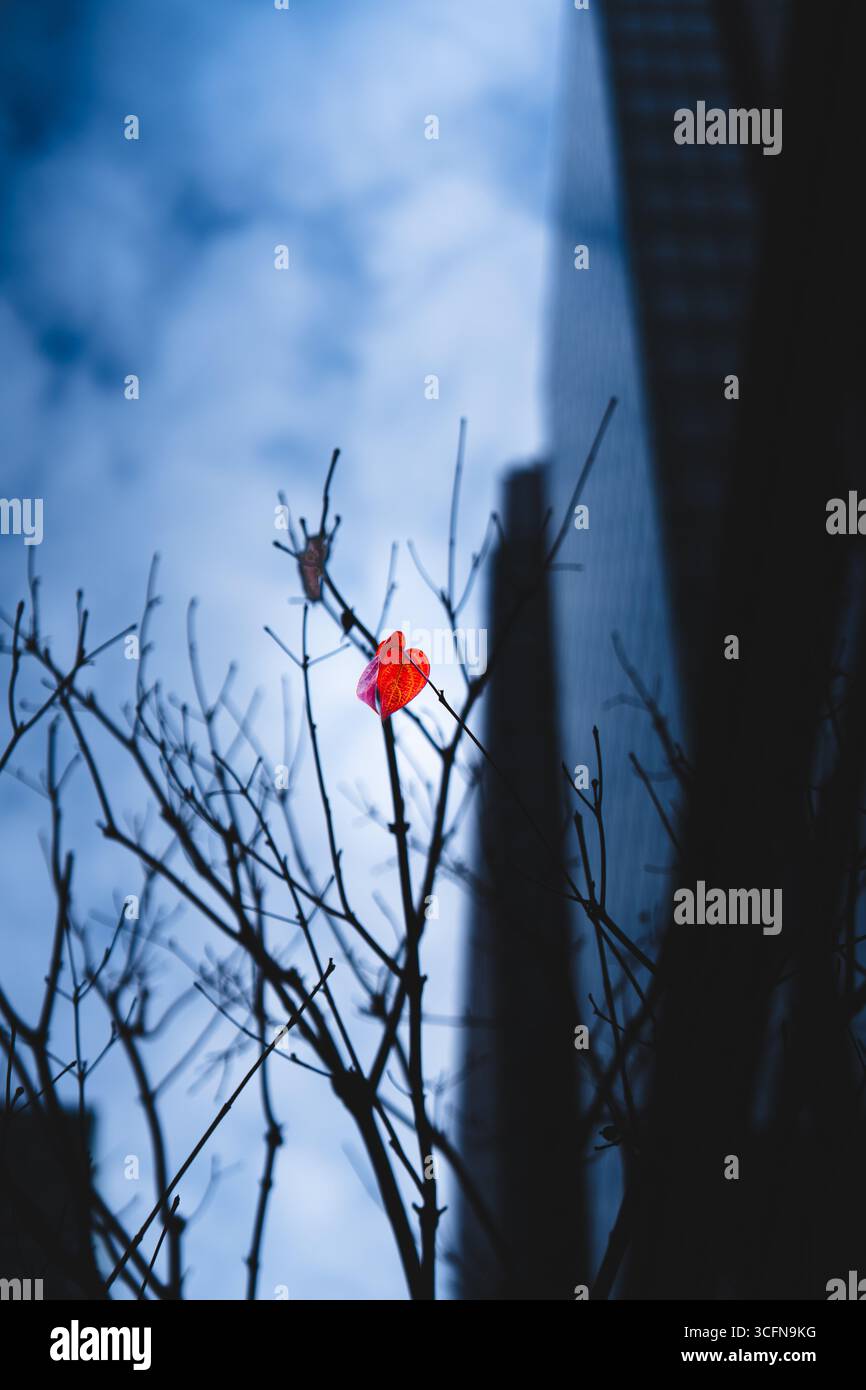 Une seule feuille rouge reste sur une branche d'arbre contre les tours de bureaux de Marunouchi, Tokyo, Japon. Photographiée près de la porte de Wadakura, cette composition co Banque D'Images