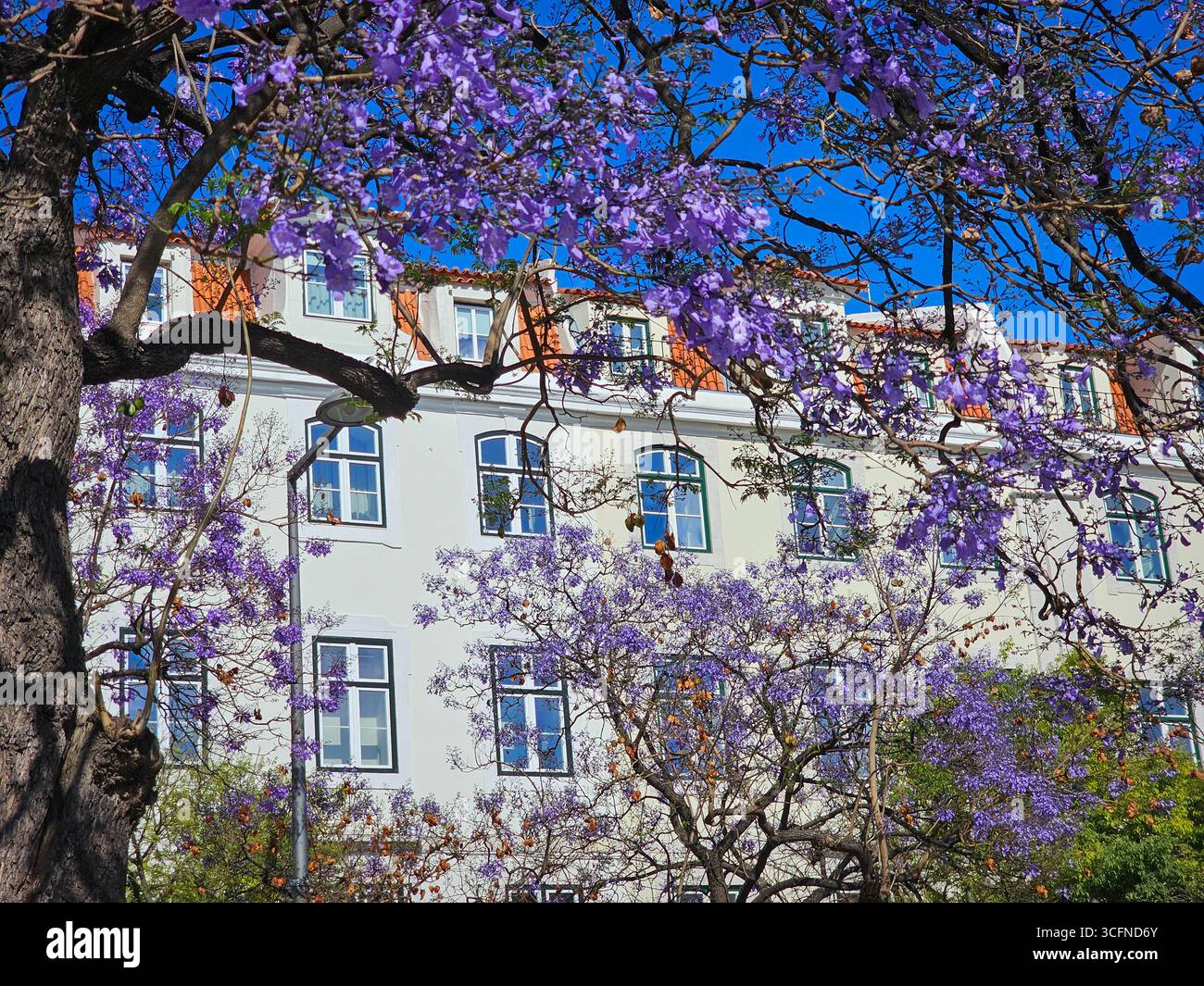 Purple Jacaranda Blossoms encadrant l'architecture historique sur la place Rossio - Lisbonne, Portugal Banque D'Images