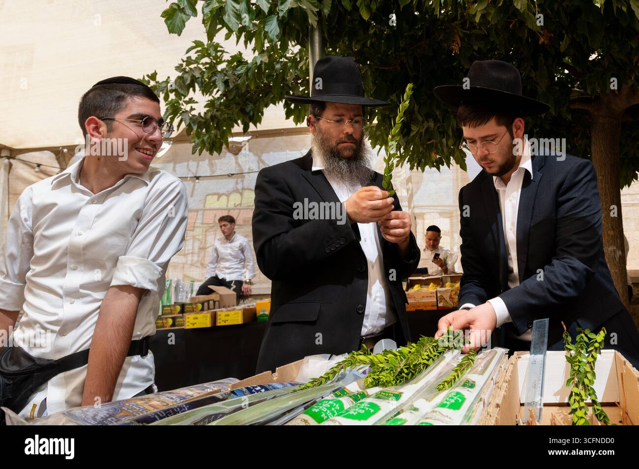 Deux hommes juifs orthodoxes examinent soigneusement les feuilles des branches de myrte pour vérifier leur aptitude à être utilisées dans l'observance rituelle de la fête juive de Soukkot Banque D'Images