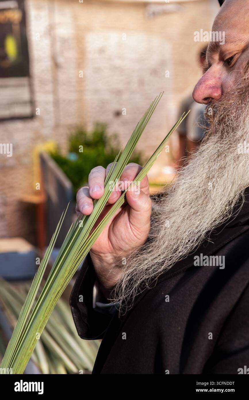 Un homme juif orthodoxe inspecte un loulav ou une fronde de palmier utilisé dans l'observation de la fête juive de Soukkot. Banque D'Images