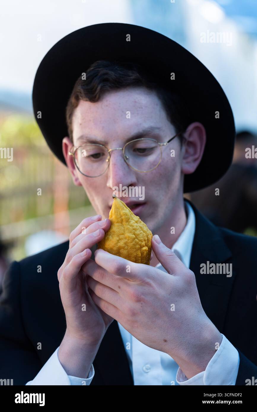 Un homme juif orthodoxe inspecte un etrog ou un fruit de citron, l'examinant pour des imperfections ou des imperfections qui le rendraient impropre à une utilisation dans le ritua Banque D'Images