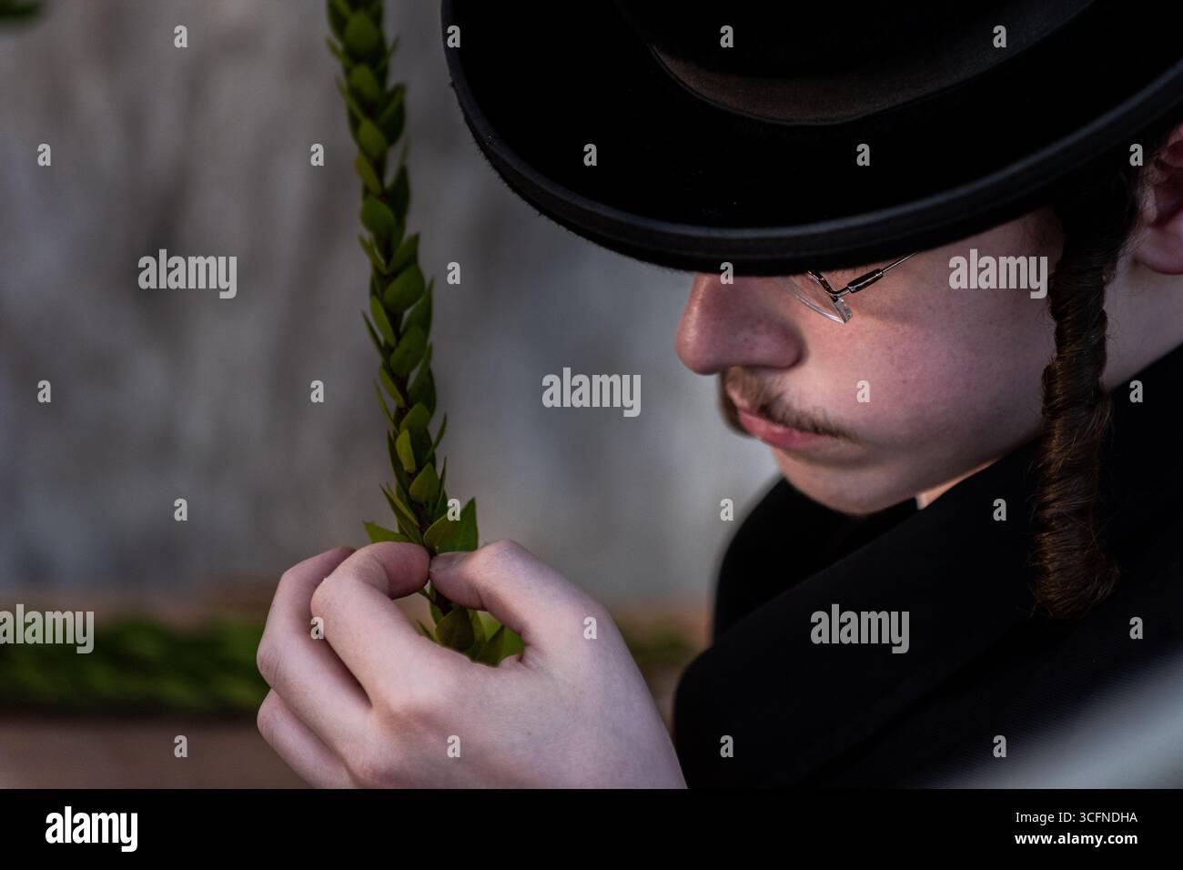 Gros plan d'un homme juif orthodoxe examinant les feuilles d'une branche de myrte pour une utilisation dans l'observance rituelle de la fête juive de Soukkot en Israël. Banque D'Images