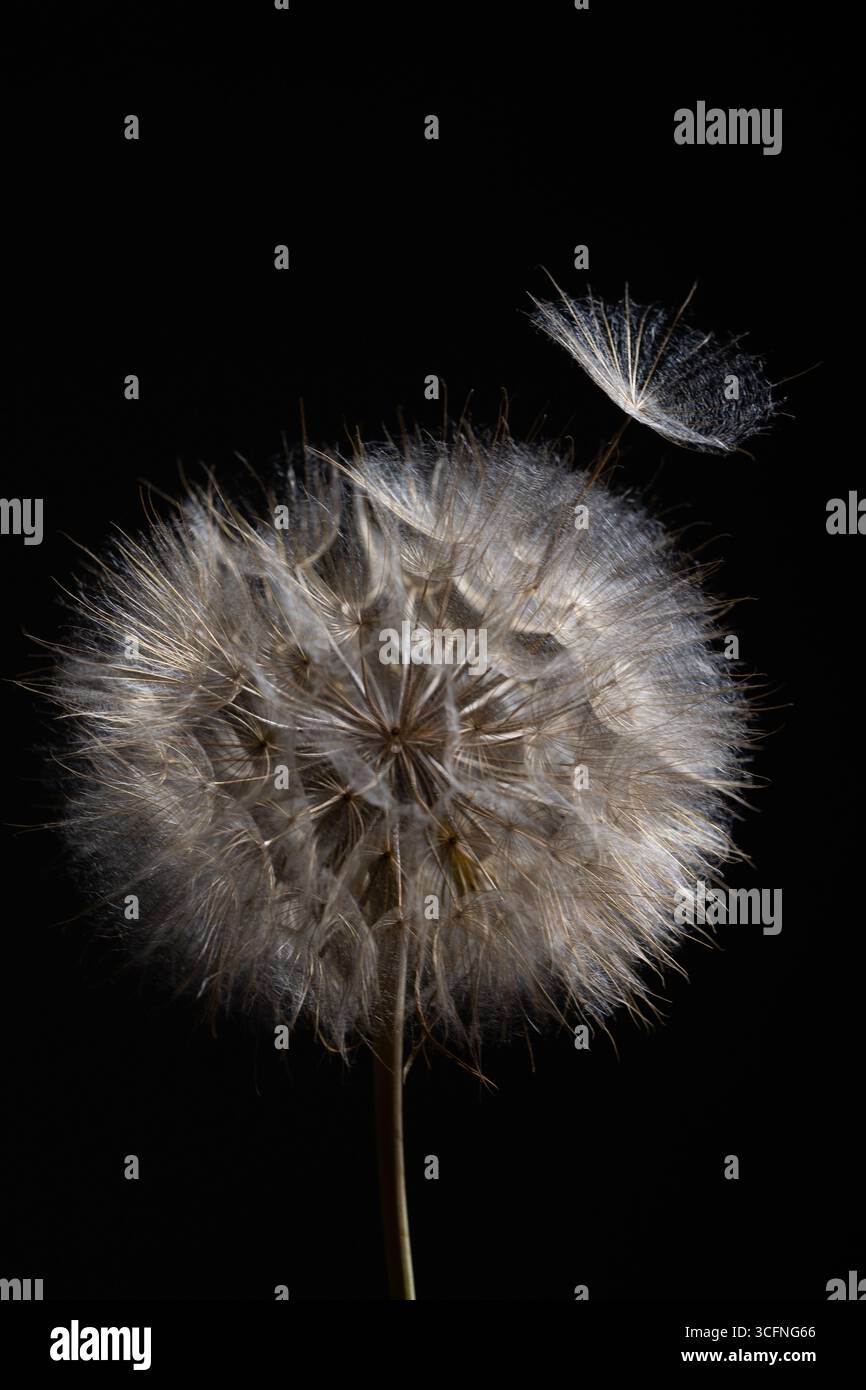 Une vue rapprochée d'une fleur de Tragopogon montrant sa tête de graine blanche complexe, avec une graine flottant doucement dans la lumière du soir, capturant la beauté du cycle de vie de la nature. Banque D'Images