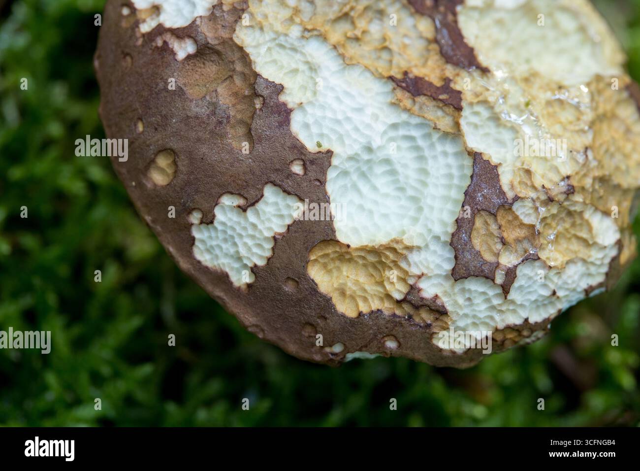 Champignon mangeable Boletus edulis sur le sol forestier avec des bitmarks d'animaux, image de forêt d'automne du champignon Banque D'Images
