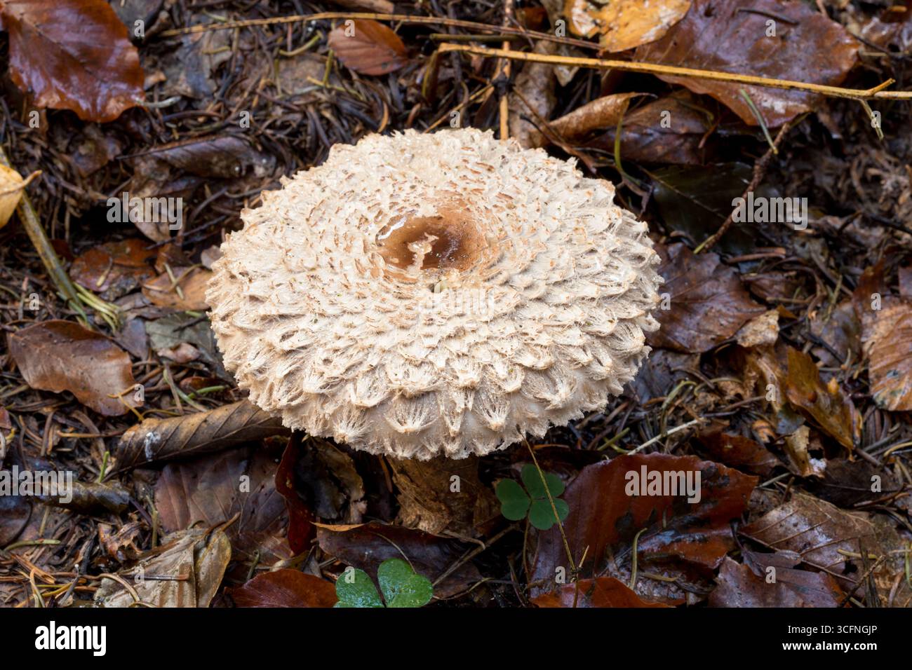 Macrolepiota procera, le champignon Parasol sur un sol forestier mousselé avec de belles fleurs comme motif sur le chapeau, vie forestière d'automne Banque D'Images