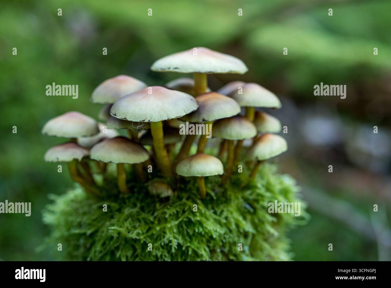 Grappe de petits champignons délicats poussant sur une vibrante bûche couverte de mousse verte au cœur d'une forêt Banque D'Images
