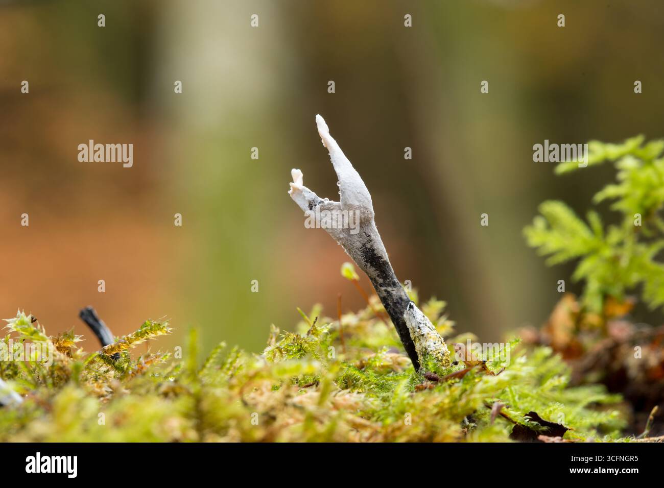 Champignon spécial Xylaria hypoxylane dans la mousse Banque D'Images