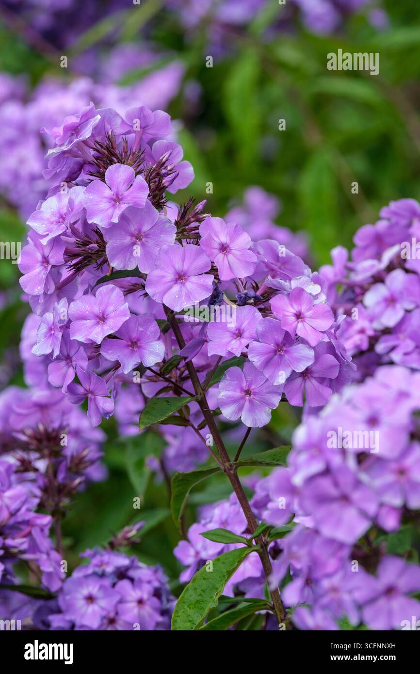 Phlox paniculata Blue Paradise, phlox Blue Paradise vivace, têtes arrondies de fleurs bleu-violet aux yeux foncés Banque D'Images