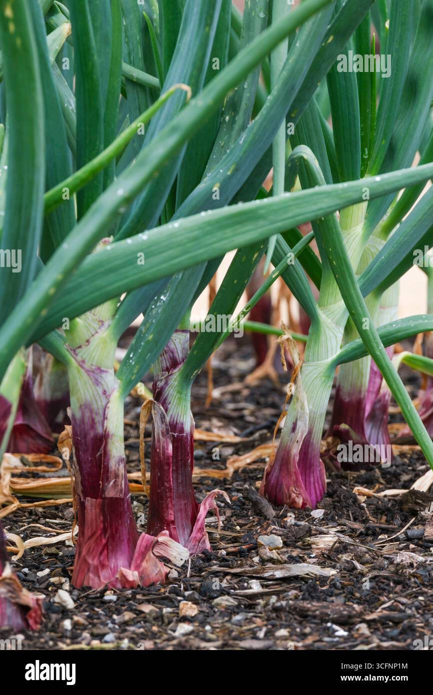 Oignon électrique, Allium cepa, cultivar d'oignon à peau rouge, bulbes semi-ronds poussant dans une parcelle de légumes Banque D'Images