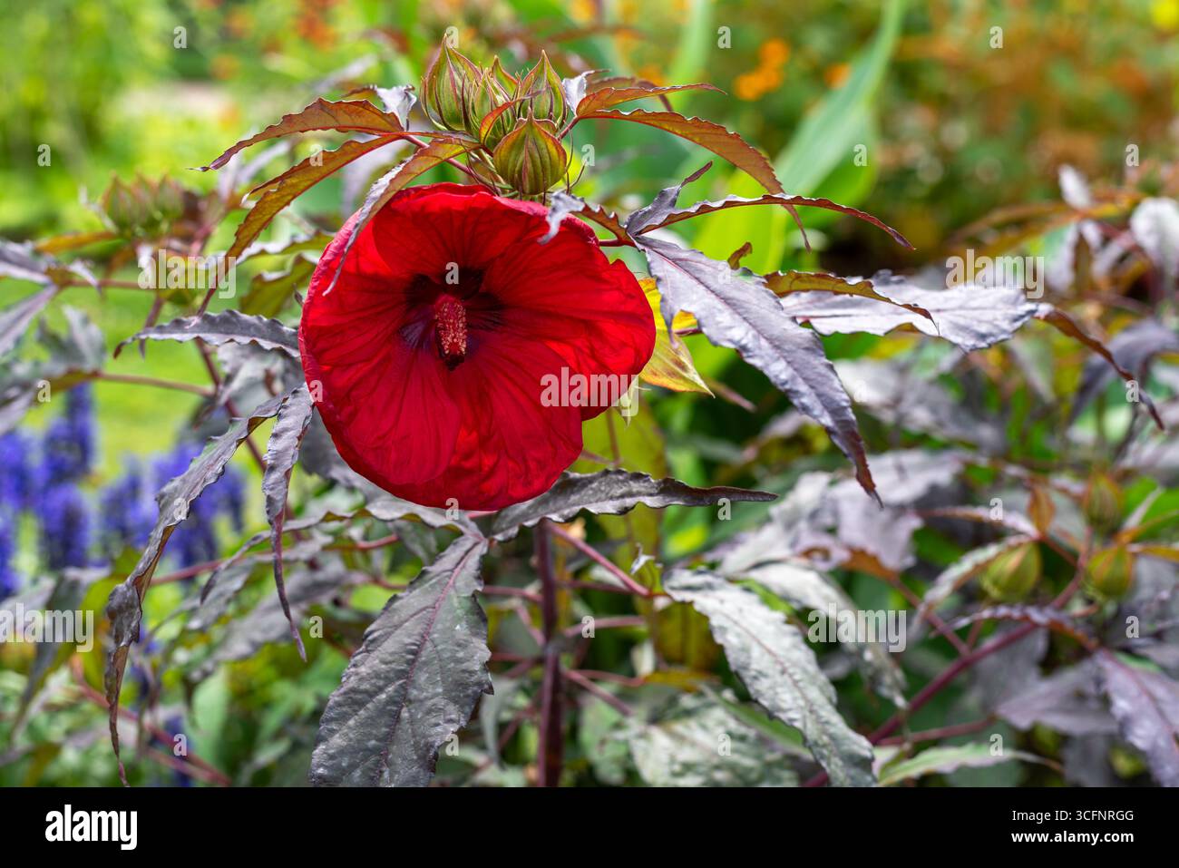 Gros plan d'un Hibiscus moscheutos rouge vif au jardin des plantes, Paris Banque D'Images