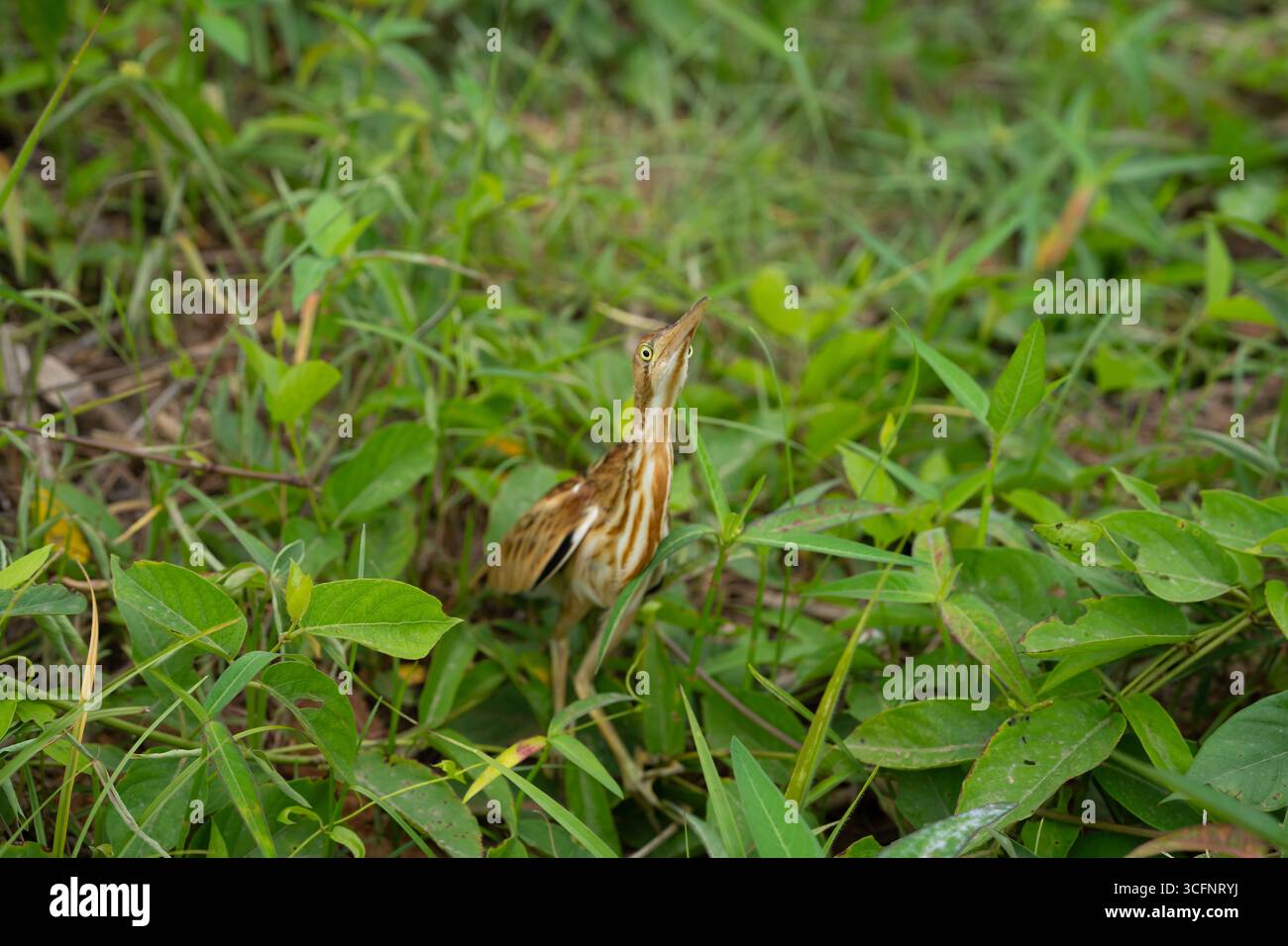 Oiseau exotique partiellement caché parmi le feuillage vert luxuriant dans l'habitat naturel, montrant des couleurs uniques et des motifs complexes dans la lumière chaude tôt le matin, pe Banque D'Images