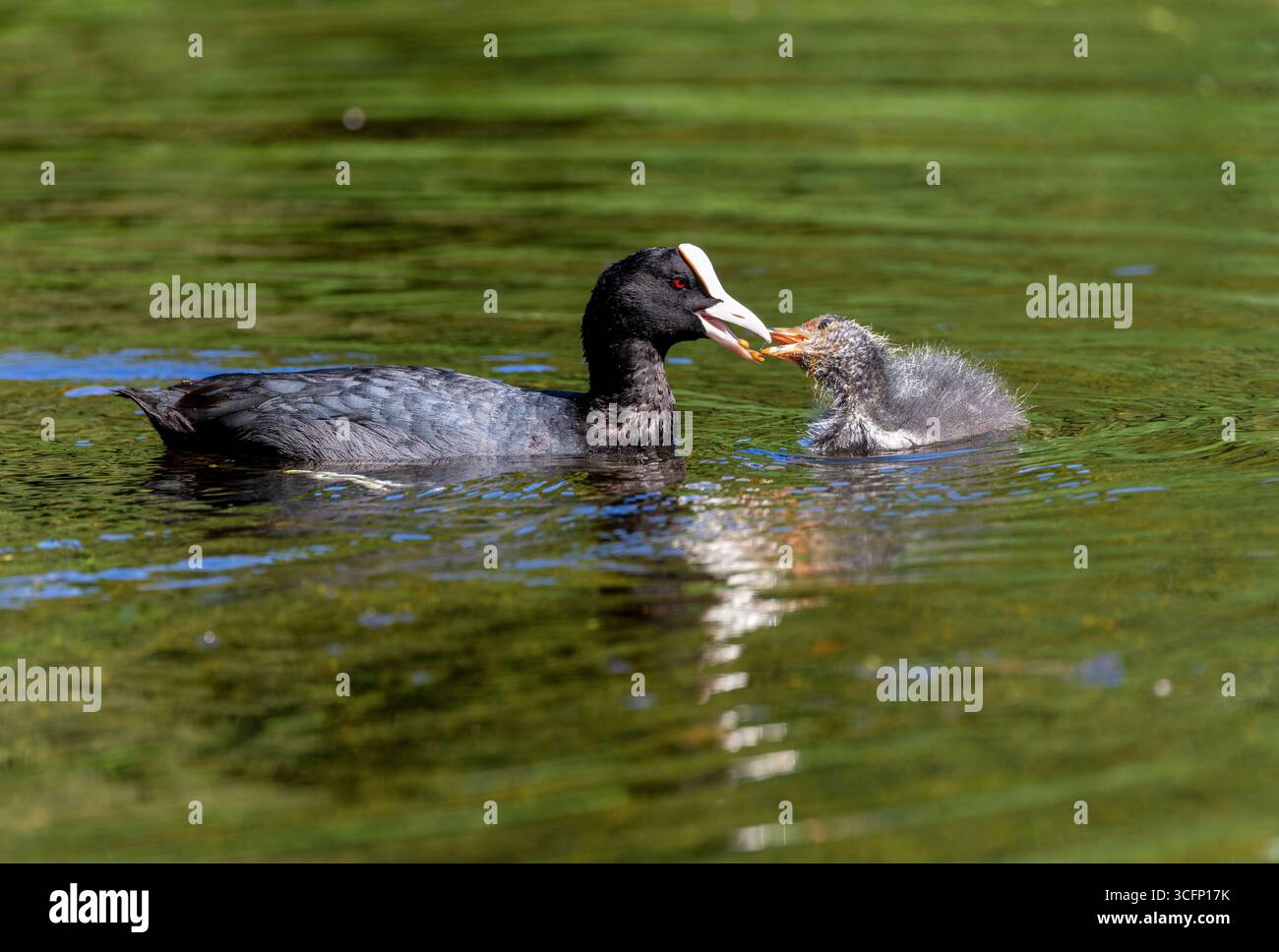 L'oiseau adulte « Fulica atra » nourrit son bébé poussin ou le cootling, passe de la nourriture dans le bec ou le bec tout en flottant sur l'eau dans l'étang. Dublin, Irlande Banque D'Images