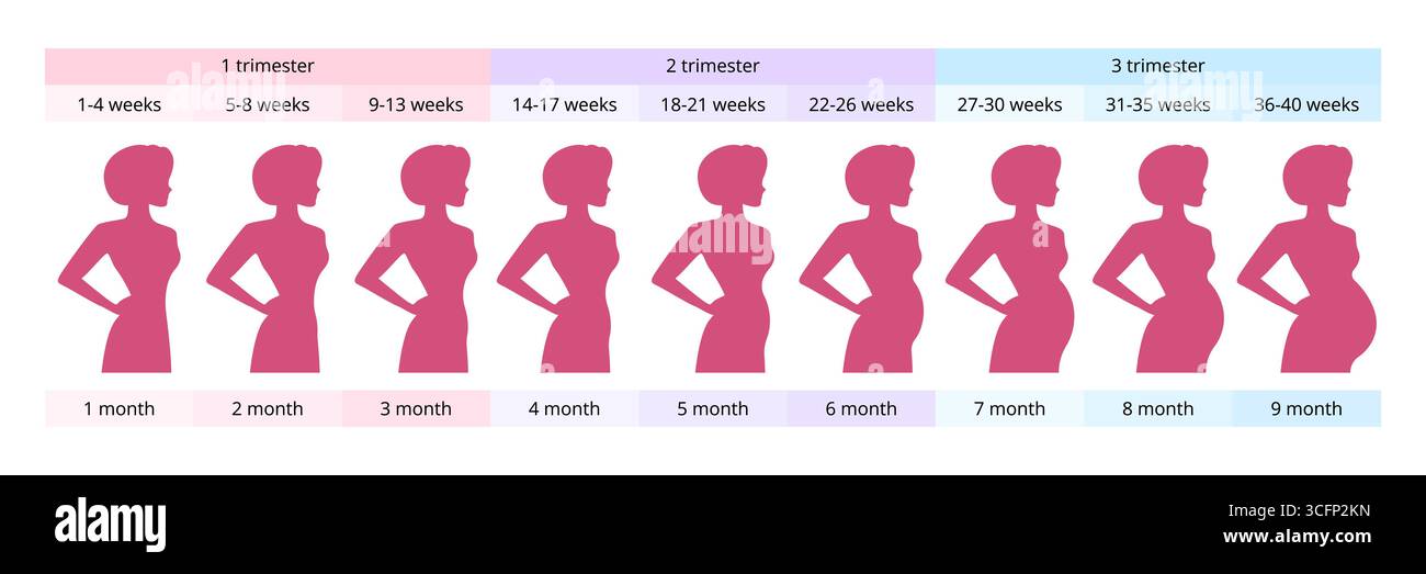 Chronologie de la grossesse montrant la taille du ventre croissant du premier au neuvième mois, divisé en semaines et trimestres, utile pour surveiller le développement du bébé Illustration de Vecteur