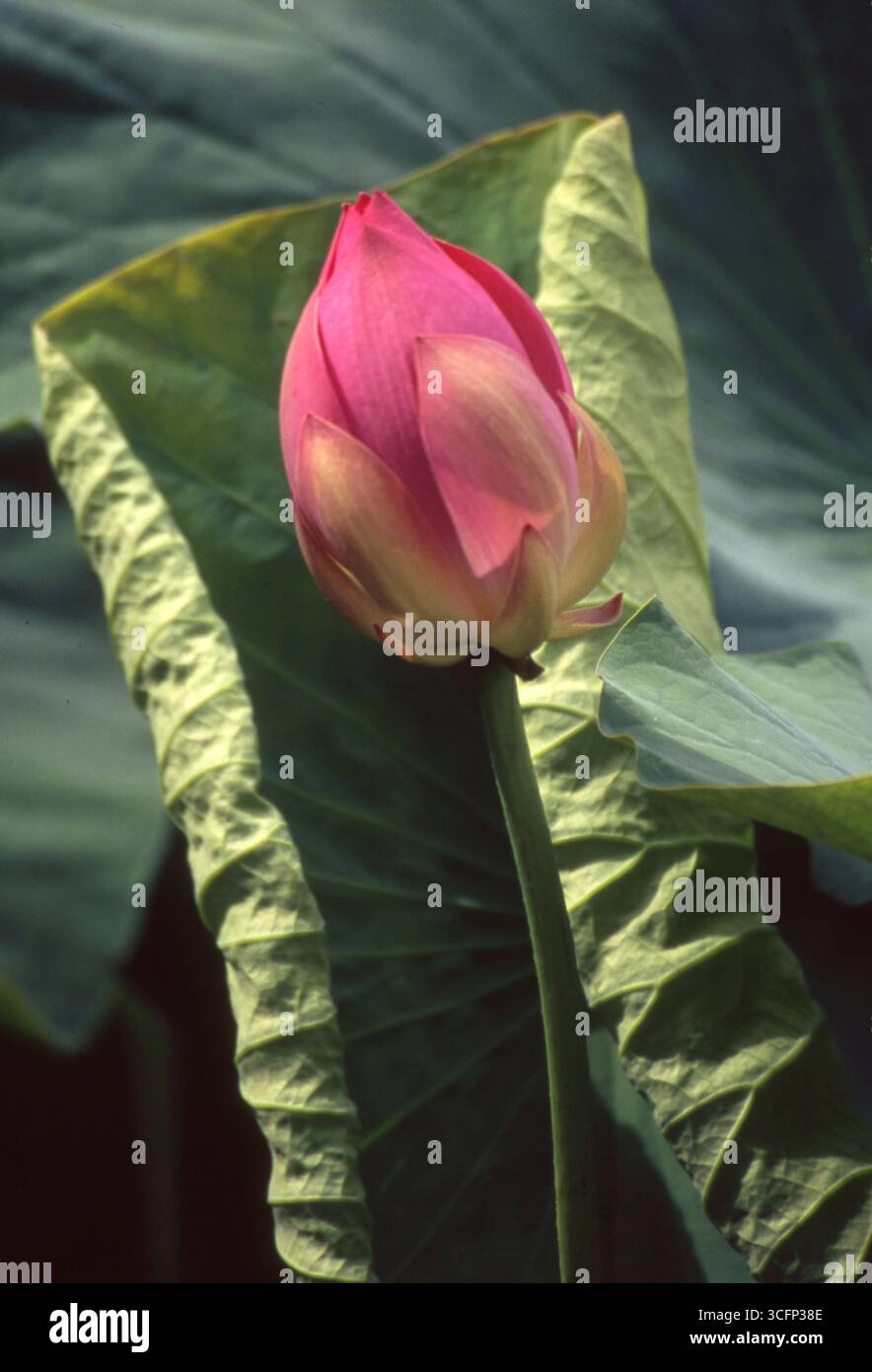 Rose Lotus Bud avec feuille de Lotus roulée - Asie Zen Botanical minimalisme Banque D'Images