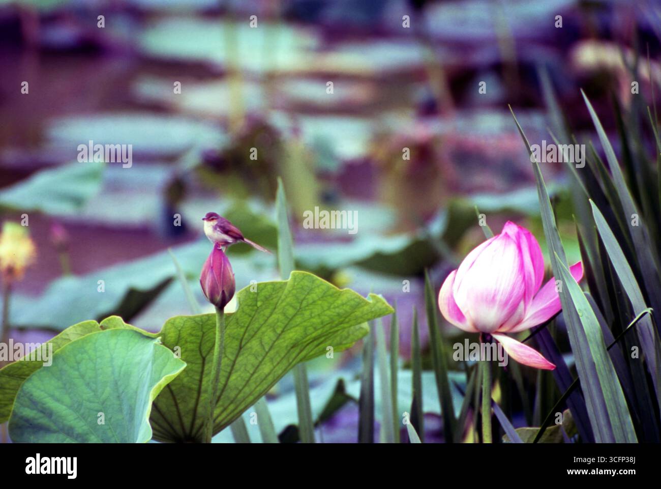 Oiseau chanteur perché sur Lotus Bud avec rose Lotus Bloom dans Lotus Pond - faune des terres humides Banque D'Images