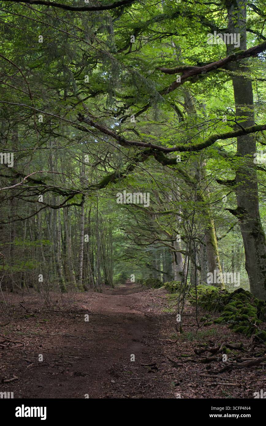 Vue sur les sentiers forestiers d'Allagnat (Ceyssat), Puy-de Dôme, Auvergne, France. Banque D'Images