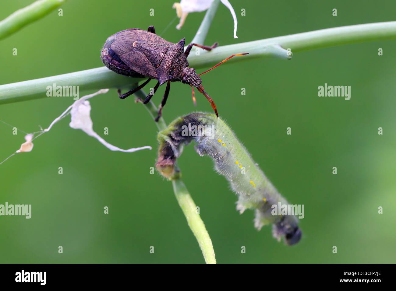 Bleuet épineux, Picromerus bidens. Espèce carnivore de punaise de bouclier de la famille des Pentatomidae avec une chenille chassée du papillon blanc. Banque D'Images