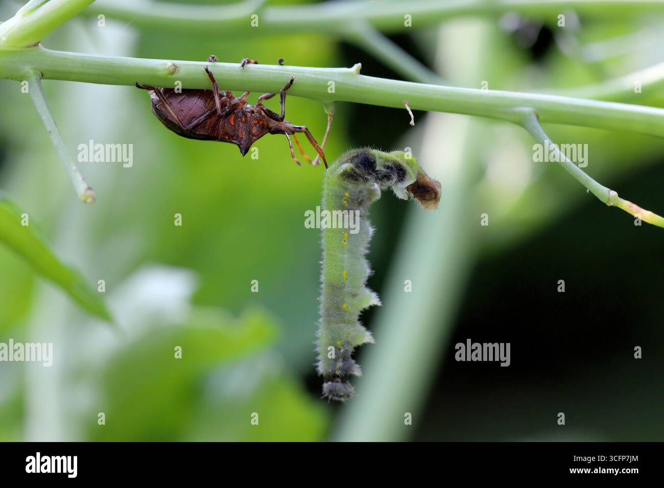 Bleuet à pointes (Picromerus bidens). Espèce carnivore de punaise de bouclier de la famille des Pentatomidae avec une chenille chassée du papillon blanc. Banque D'Images