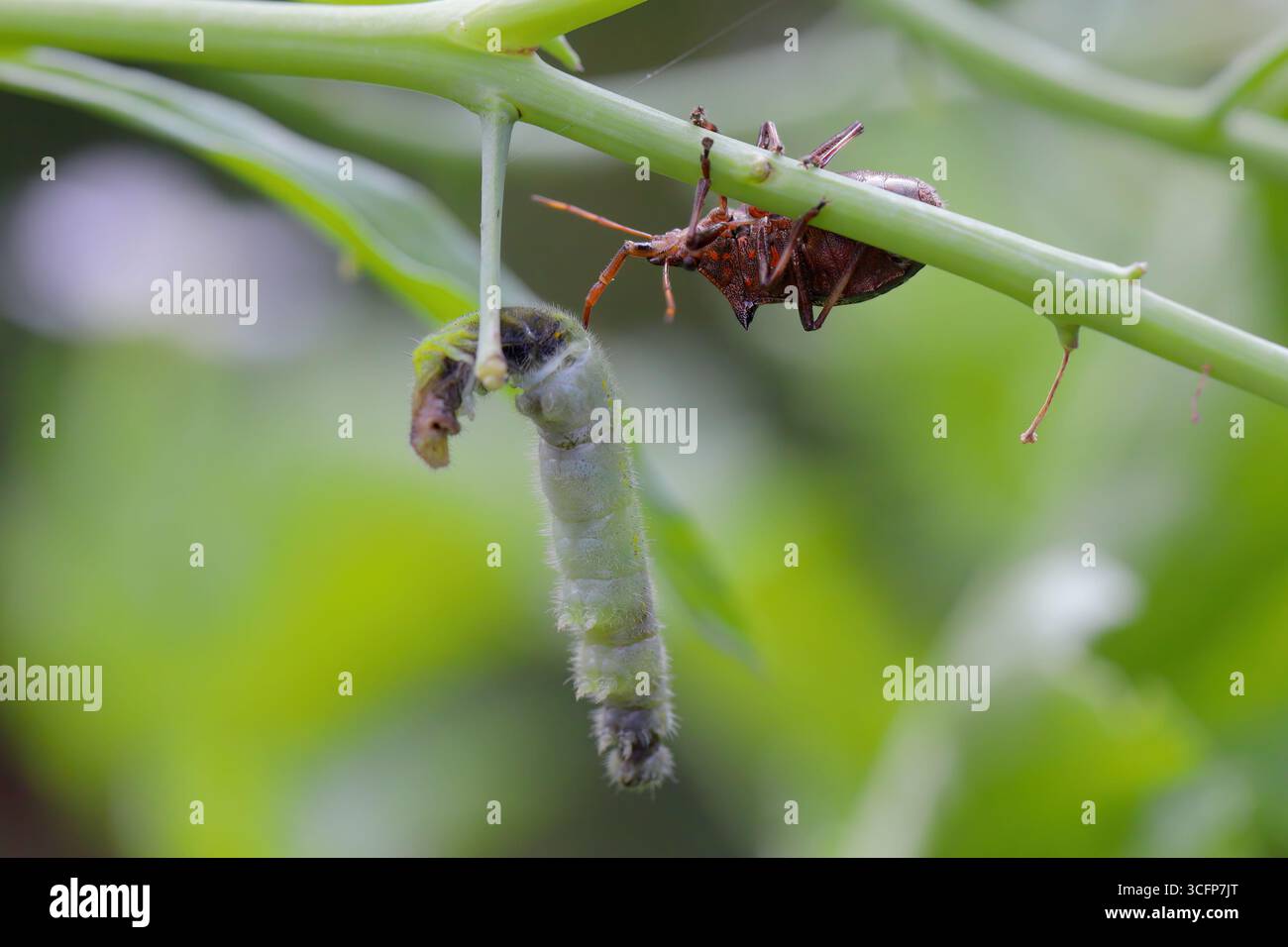 Bleuet à pointes (Picromerus bidens). Espèce carnivore de punaise de bouclier de la famille des Pentatomidae avec une chenille chassée du papillon blanc. Banque D'Images