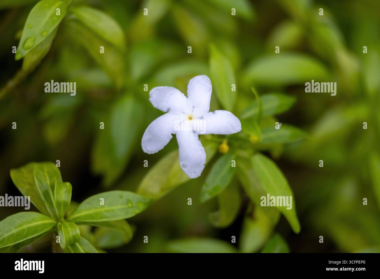 Gros plan d'une floraison de jasmin de crappe (Tabernaemontana divaricata), également connue sous le nom de Pinwheel Flower ou Milk Flower, dans un jardin luxuriant, mettant en valeur son intr Banque D'Images