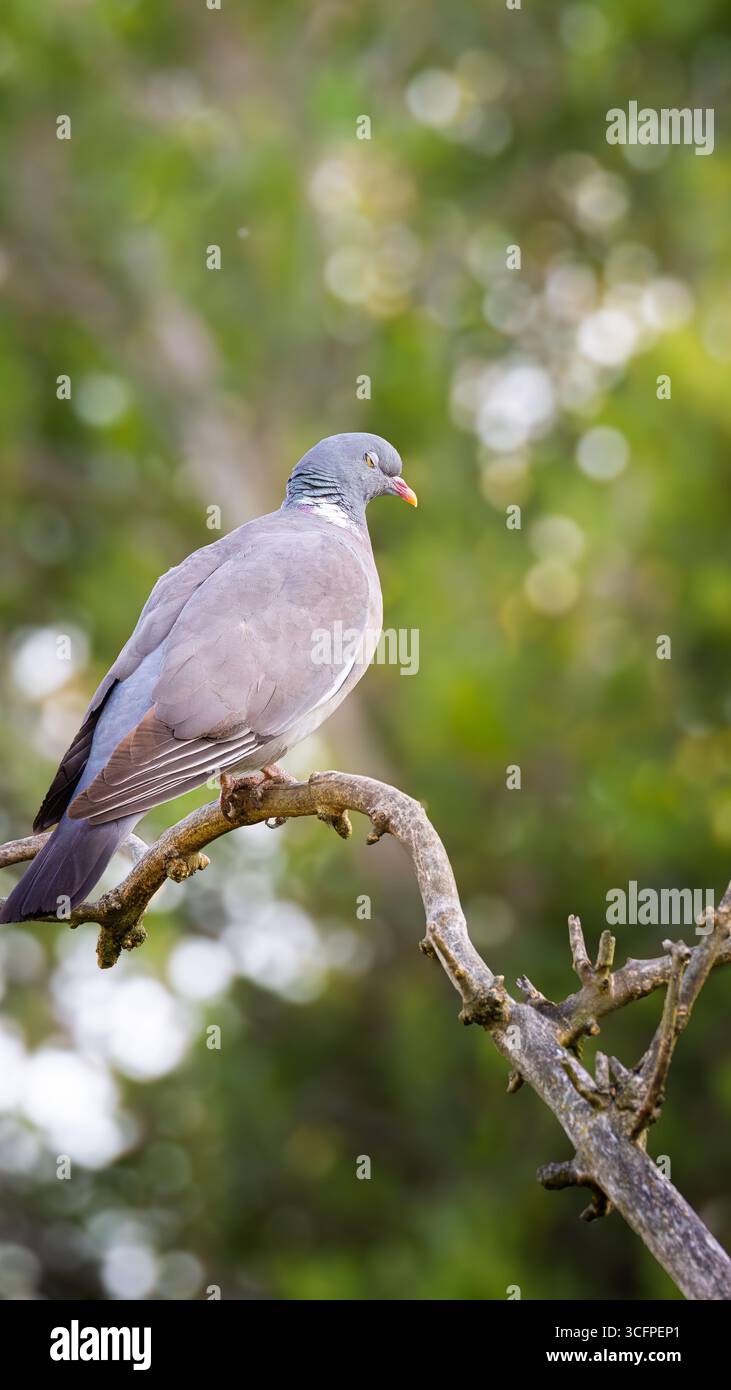Pigeon, perché à Bedworth Sloughs, bedworth, Warwickshire, juillet 2025. Banque D'Images